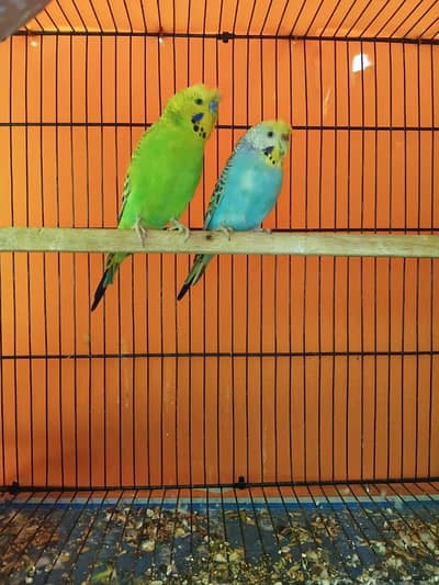 parrots