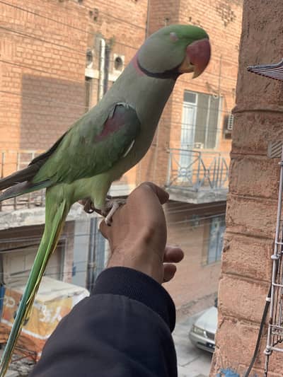 Full handtame bathy karne wala