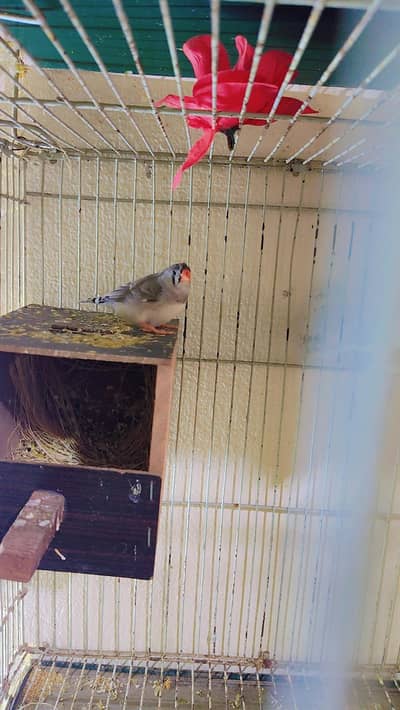 exhibition motation finches