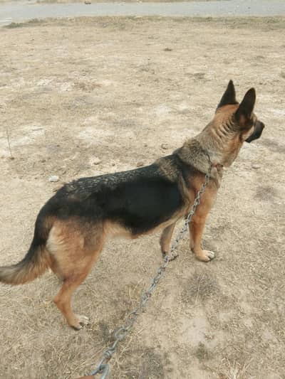 German Shepard female