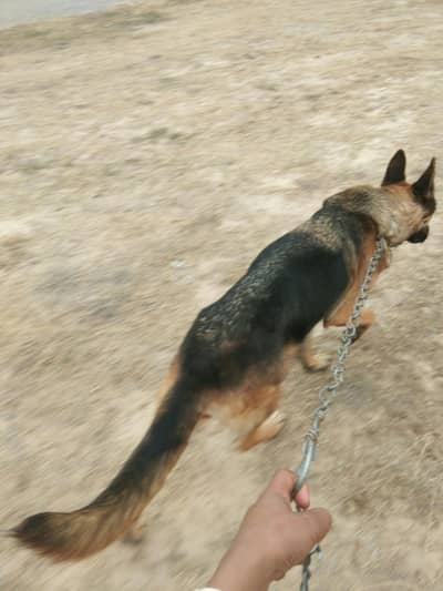 German Shepard female