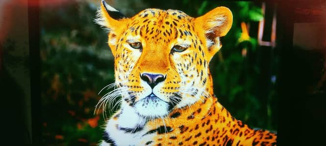 HP 24 inch LED simple All ok ips penal