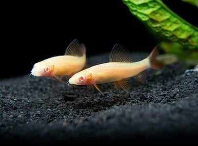 2 Pair Of Sharks Only 650/=