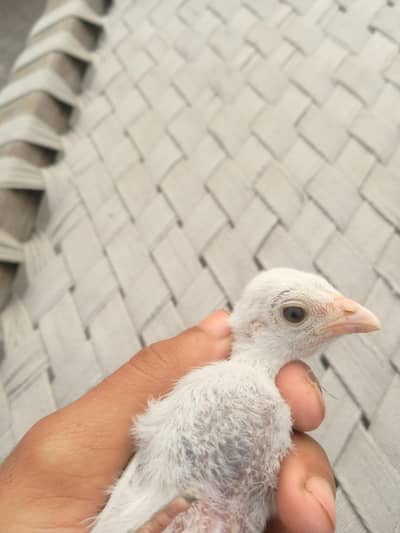 Heera aseel chicks available