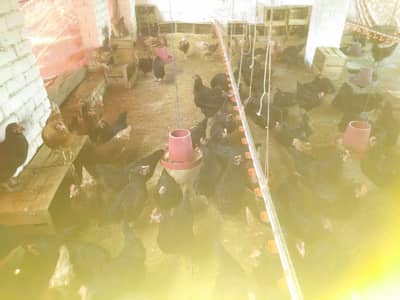 lohmen brown and black for sale