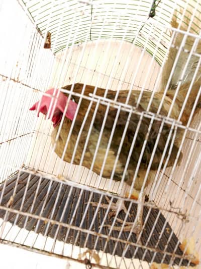 desi murgi 4000 price