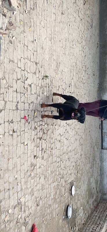 German Rottweiler male available