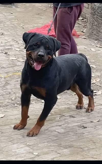 German Rottweiler male available
