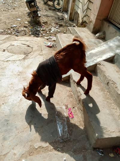 ghar ka palwa bakra eid pe tayar ho je ga