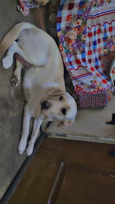 British Labrador Puppies/Puppy