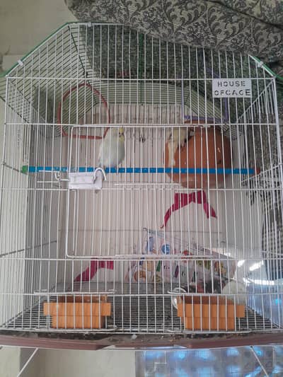 cage and Australian pariots  pair