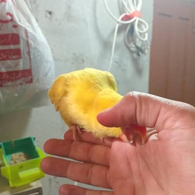 yelwo ring nacke female