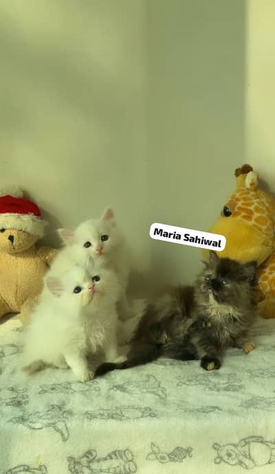Persian Kittens Available
