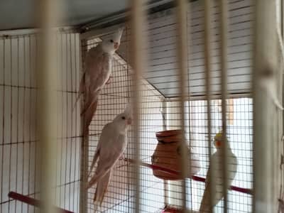 Cocktail Fellow Red eye Breeding Pair