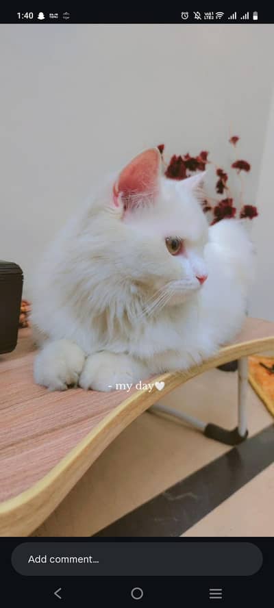 pure Persian cat Healthy and avtive