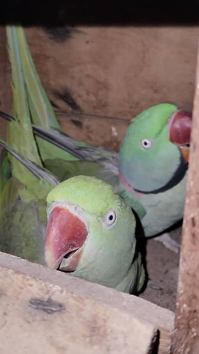 breeder pair Rs 36500