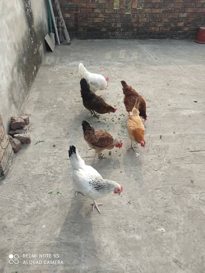 5 hens ak murga