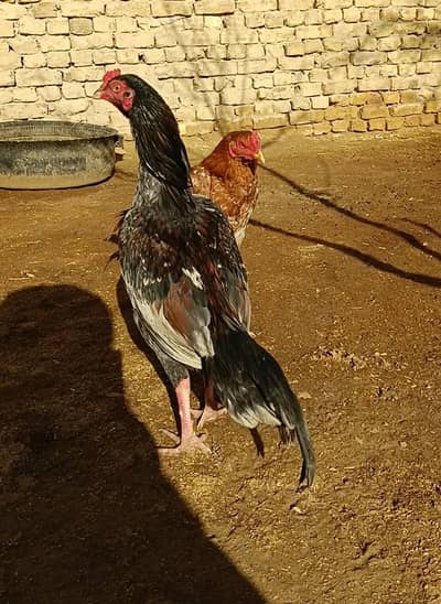 aseel miawalai male peshwar se choze mangwa ya 1 months ka tha