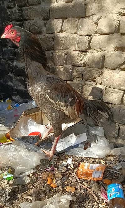 aseel miawalai male peshwar se choze mangwa ya 1 months ka tha