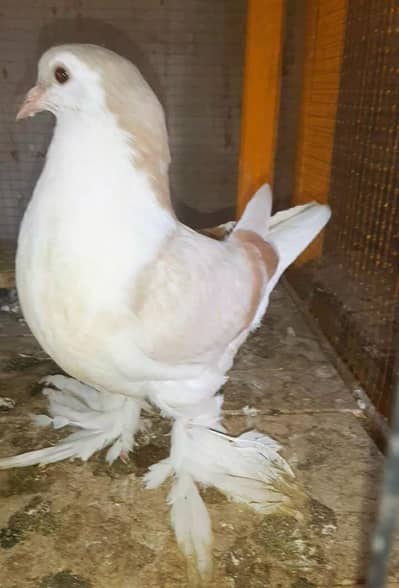 Jarman Lahore shirazi mali bar