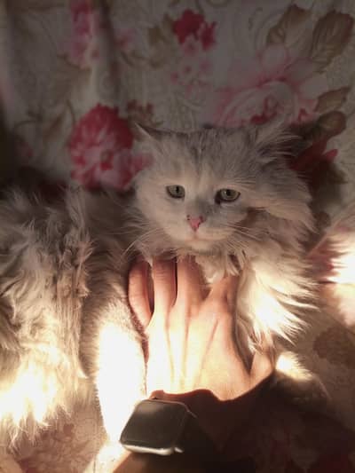 pure Persian paper white 