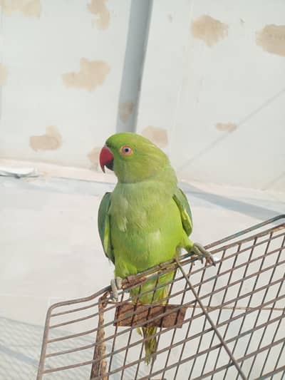 Ringneck Parrot Male