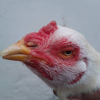 Aseel heera pair for sale