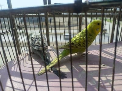 Budgies Pair Undersize &  Lovebirds