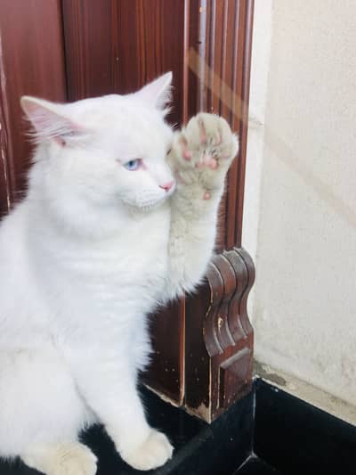 Persian Cat Triple coated
