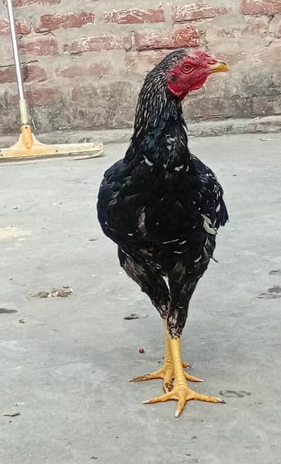 Aseel Patha Pathi Trio Set Aseel Murgha Aseel Murghi