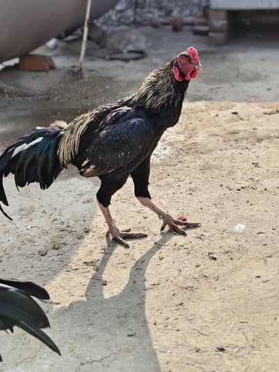 burmi x Pakistani blood