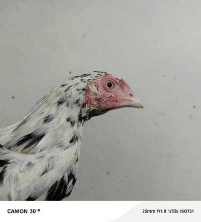 aseel mianwali chicks