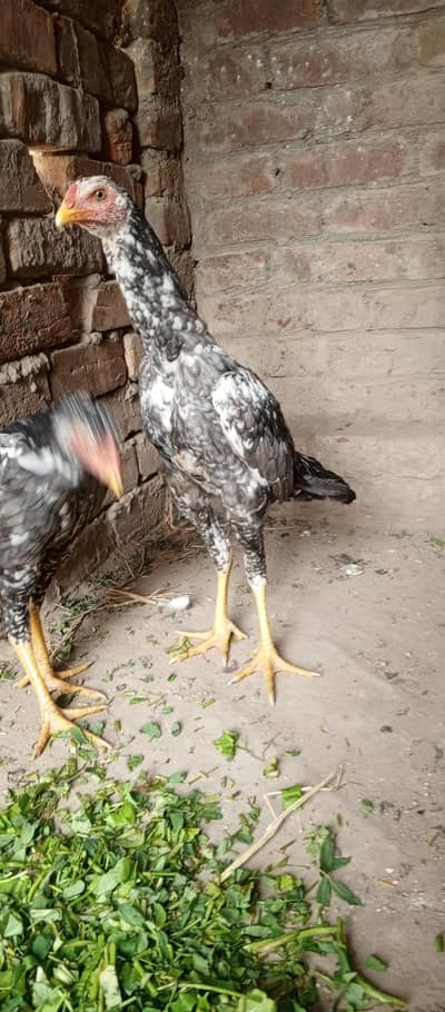 2 salata patha 2 black madia