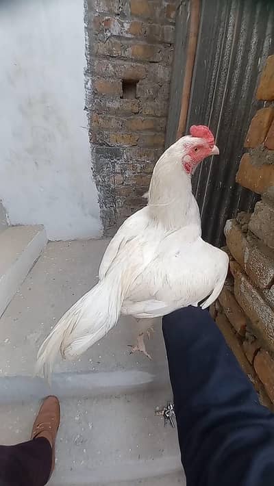 paper white heera patha