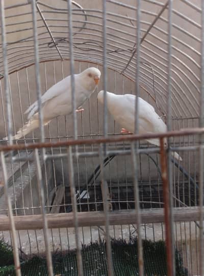 rainbow ,spangle and ref eyes