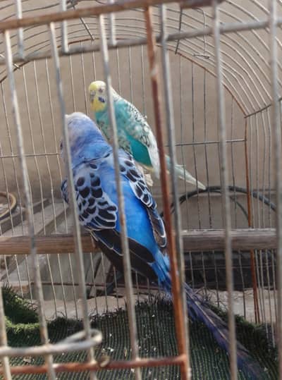 rainbow ,spangle and ref eyes