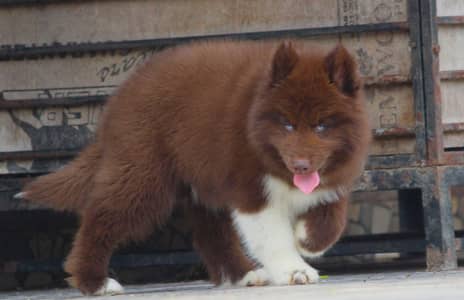 VERY RARE SIBIREAN HUSKY PUPPY AVAILABLE