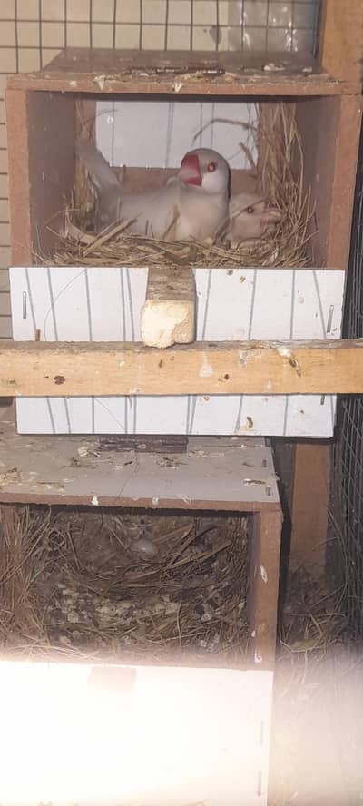 Opal 2 breeder pair with eggs urgently sale 03222.88869