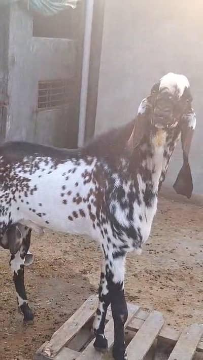 Beetal // Makhi Cheena // Breeder // Bakra // Goat // Beetal Nagra