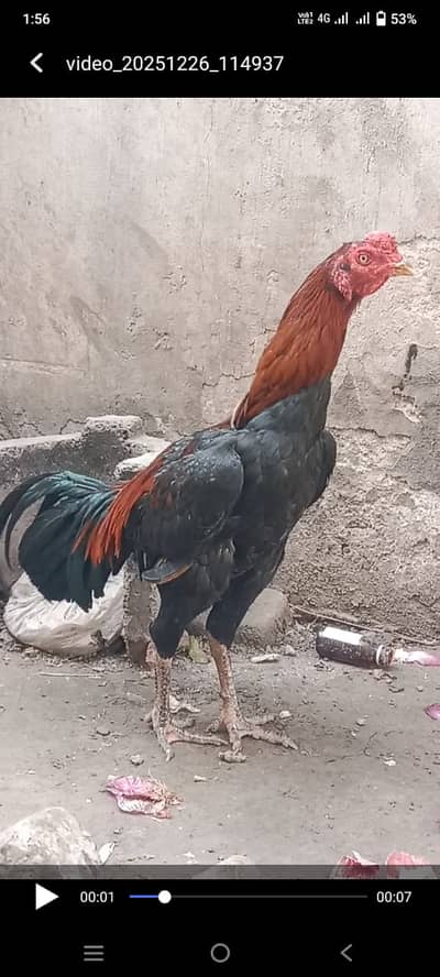 Thai burmi 03*14*043*34*70 wats or cal 03*02*42*27*215