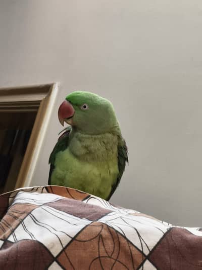 Parrot for sale non aggressive hand tame and talks