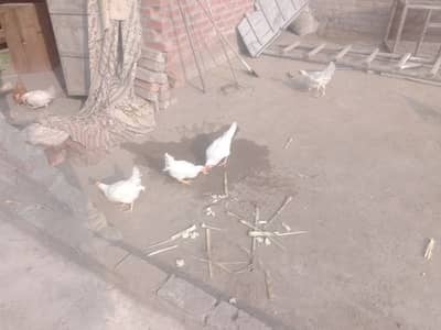 white hens for sale ruster 7 piece
