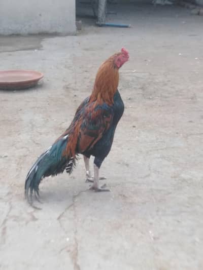 assel healthy and active 1 male and 3 females 03035846813