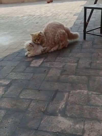 male for matting ky leye 0304,636,27,27,,