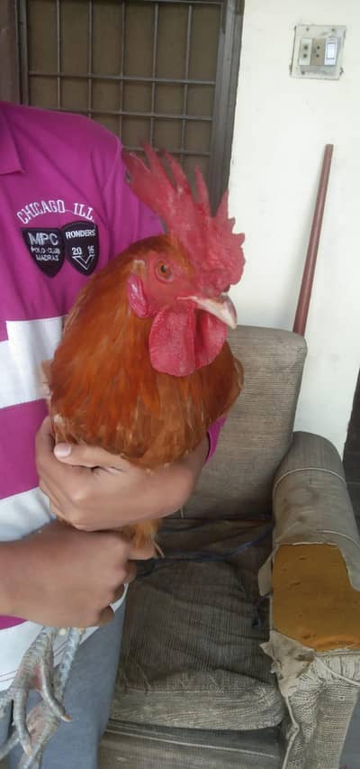 Desi Murgha for sale