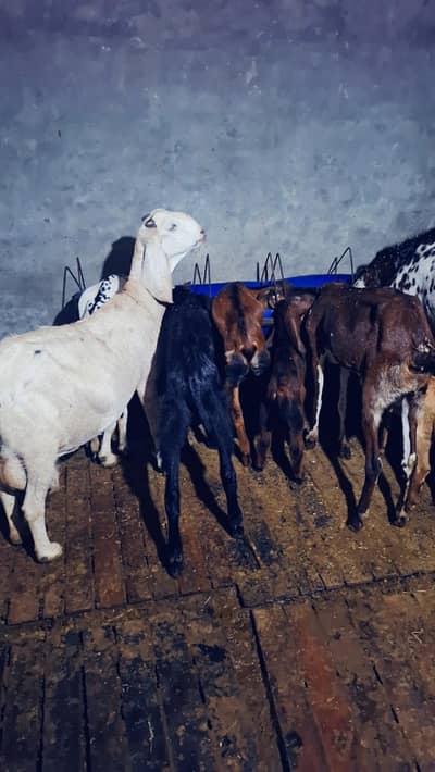 bakri / Beetal Goat /Pregnant Goat /Bakri / Bakry /gaban bakri | goat