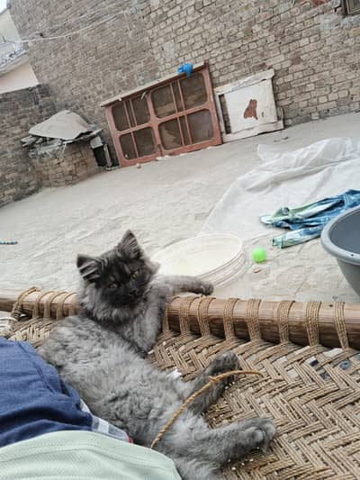 persian triple coated kitten cat male