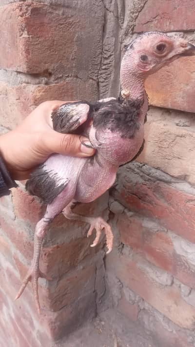 thai pure chick good quality 0301/4422/538