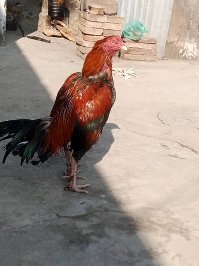 aseel murga Hy breadr