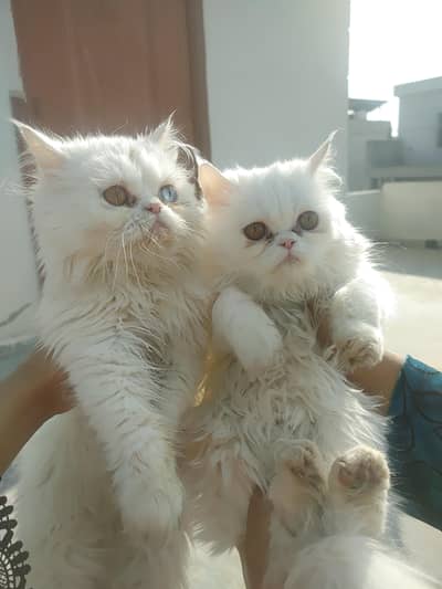 Pair For Sale/ Punch Face/ Tripal Coat/ Heavy Bone Structure